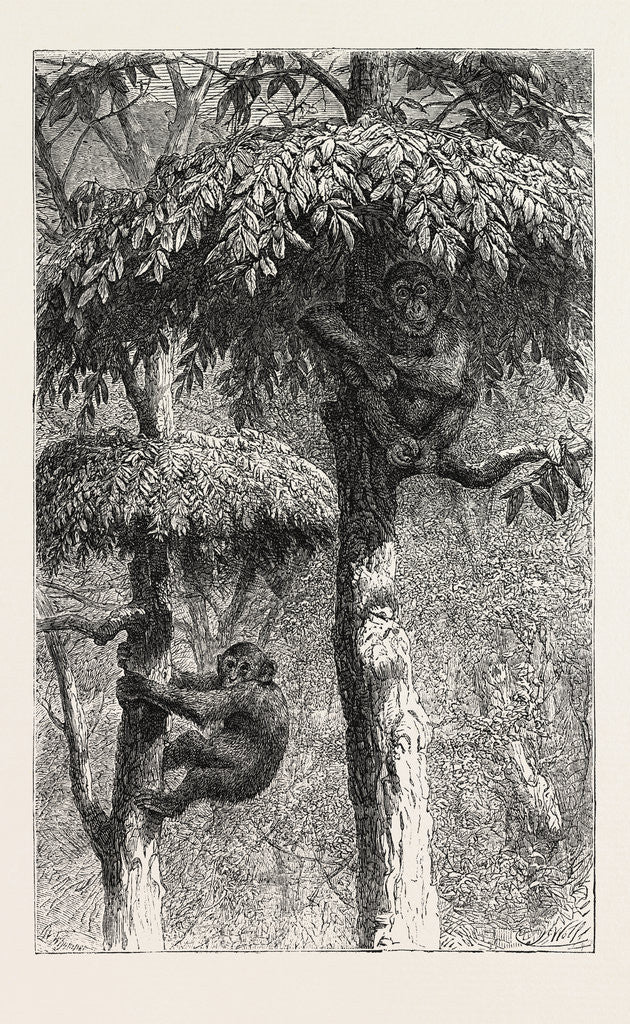 Detail of The Nest-Building Ape in His Shelter by Anonymous