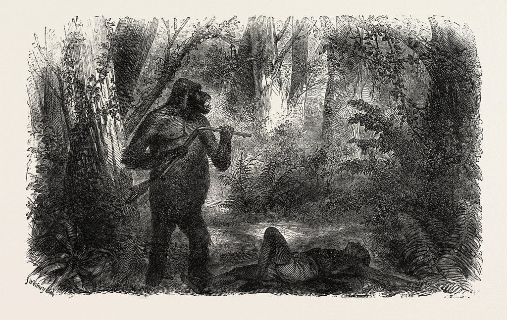 Detail of A Hunter Killed by a Gorilla by Anonymous