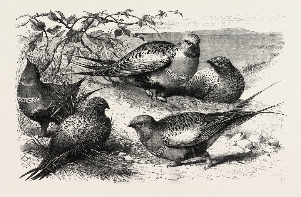 Detail of Pallas Sand-Grouse (Syrrhaptes Paradoxus) in the Zoological Society's Gardens Regent's Park London UK by Anonymous
