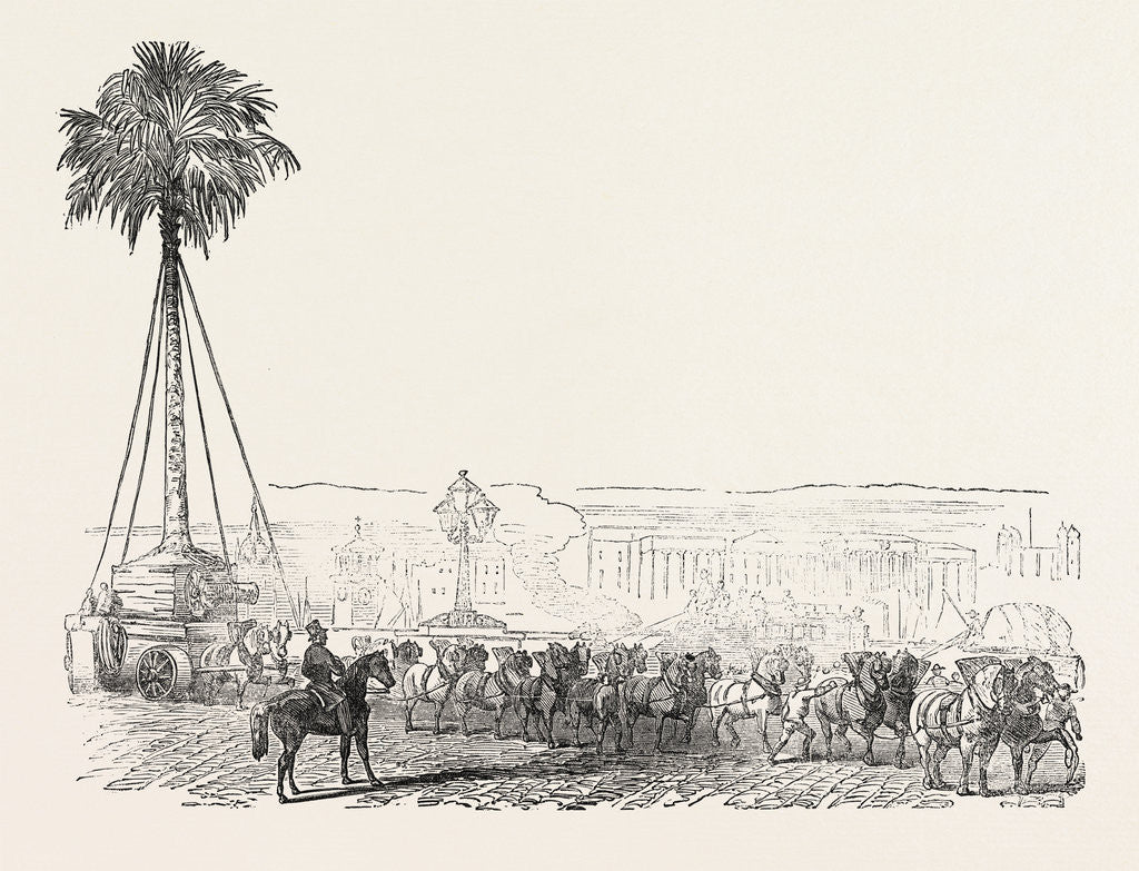 Detail of Removal of a Gigantic Palm-Tree from Messrs. Loddiges' at Hackney to the Crystal Palace 1854 London UK by Anonymous