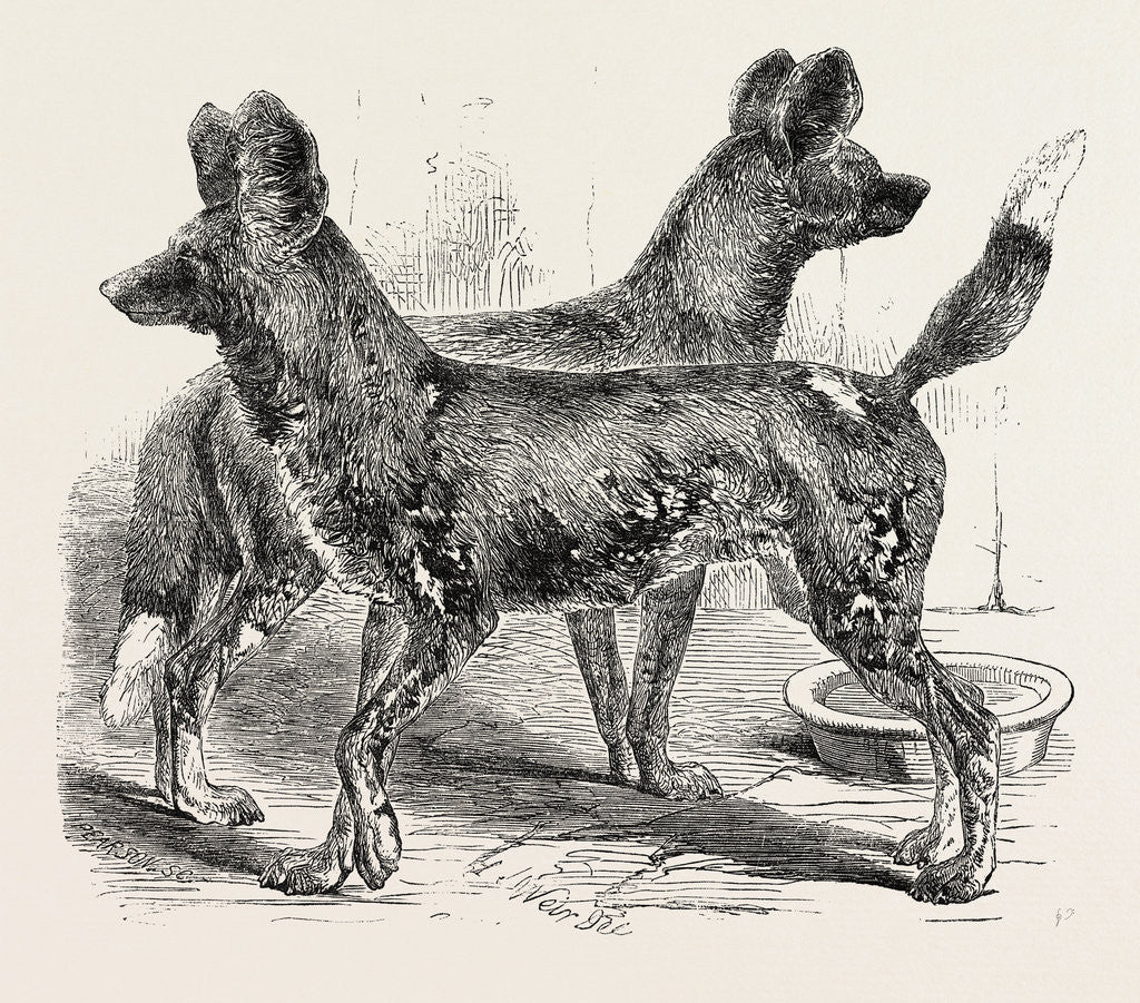 Detail of Cape Hunting Dogs in the Gardens of the Zoological Society Regent's Park London 1854 by Anonymous