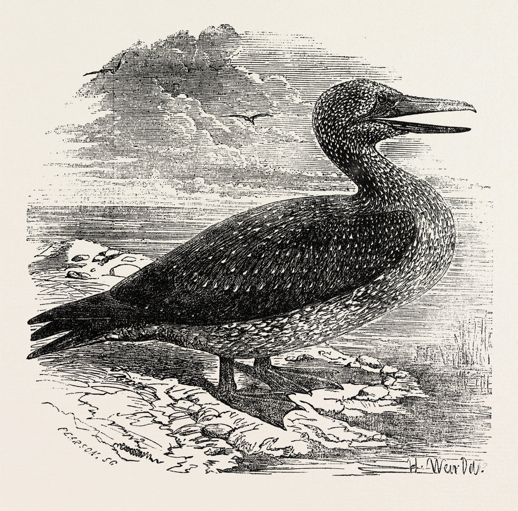 Detail of Solan Gannet Shot Near Boston UK 1854 by Anonymous