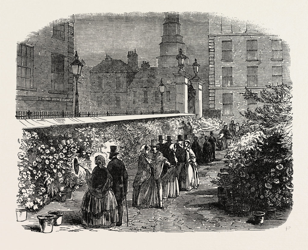 Detail of Chrysanthemums in the Inner Temple Garden UK 1854 by Anonymous