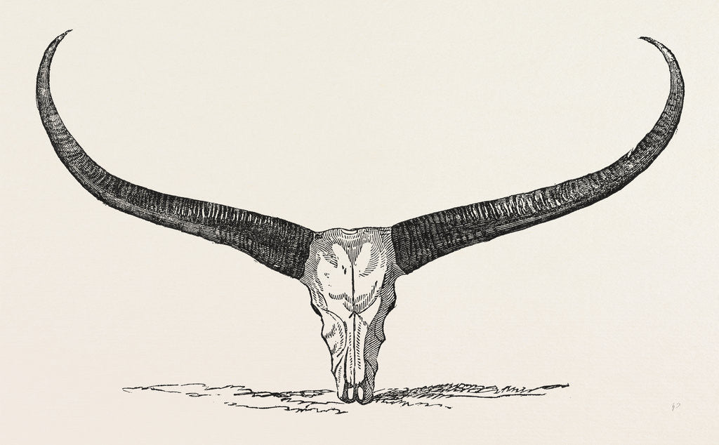 Detail of Skull and Horns of a Wild Buffalo Shot in Central Assam 1854 by Anonymous