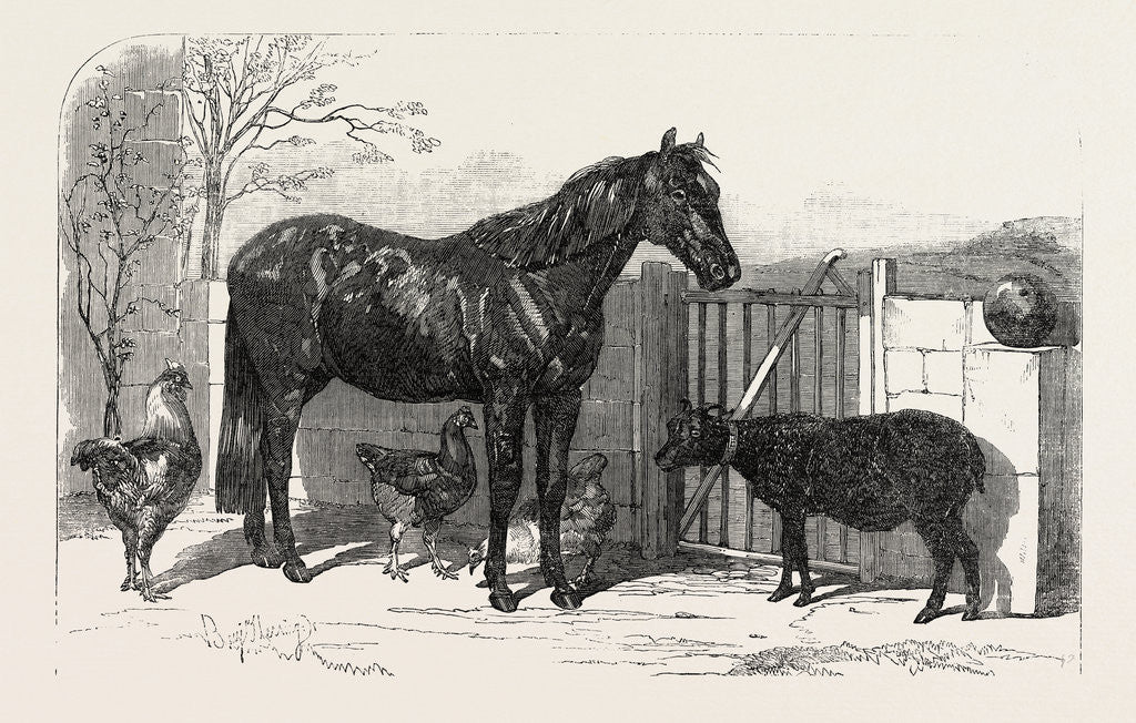 Detail of Russian Pony and Sheep from Bomarsund Brought by Captain Hall H.M.S. Hecla 1854 by Anonymous