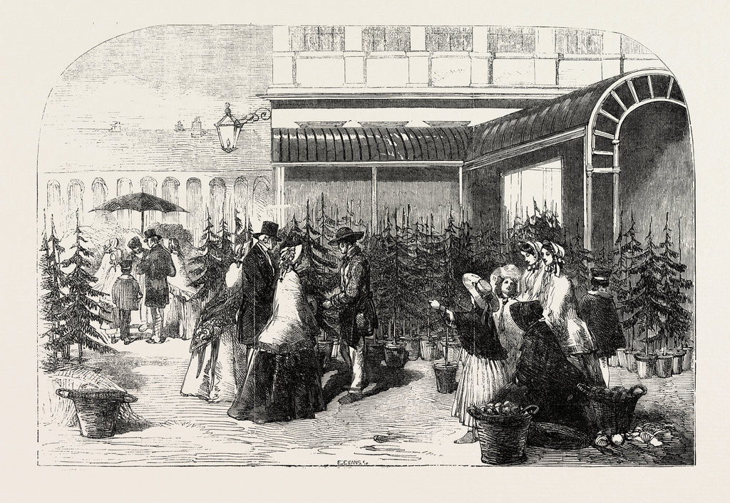 Detail of Christmas Trees in Covent Garden Market London UK 1854 by Anonymous