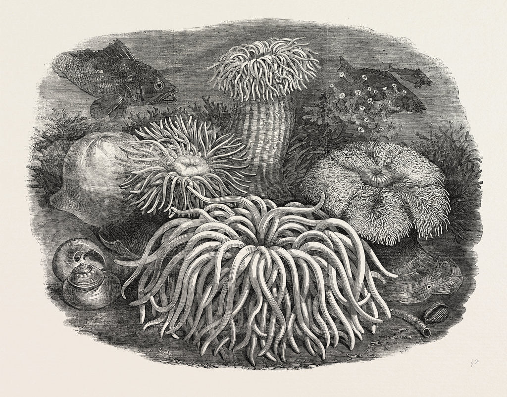 Detail of Sea Anemones in the Gardens of the Zoological Society Regent's Park London UK 1854 by Anonymous