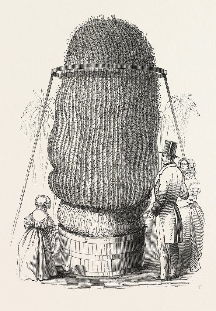 Detail of Monster Cactus, at the Royal Botanic Gardens, Kew, London, 1846 by Anonymous