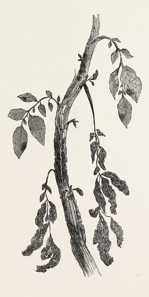 Detail of Diseased Stem of a Potato Plant, Natural Size by Anonymous