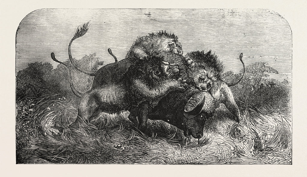Detail of Dr Livingstone's Missionary Travels and Researchers in South Africa: Three Lions Attempting to Drag Down a Buffalo by Anonymous