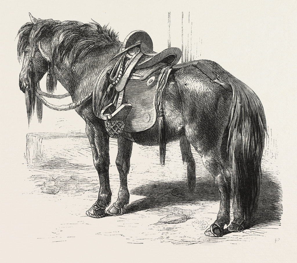 Detail of Japanese Horse, 1861 by Anonymous