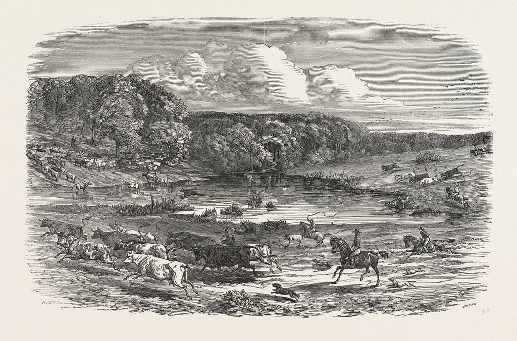 Detail of Cattle Mustering in Australia, 1850 by Anonymous