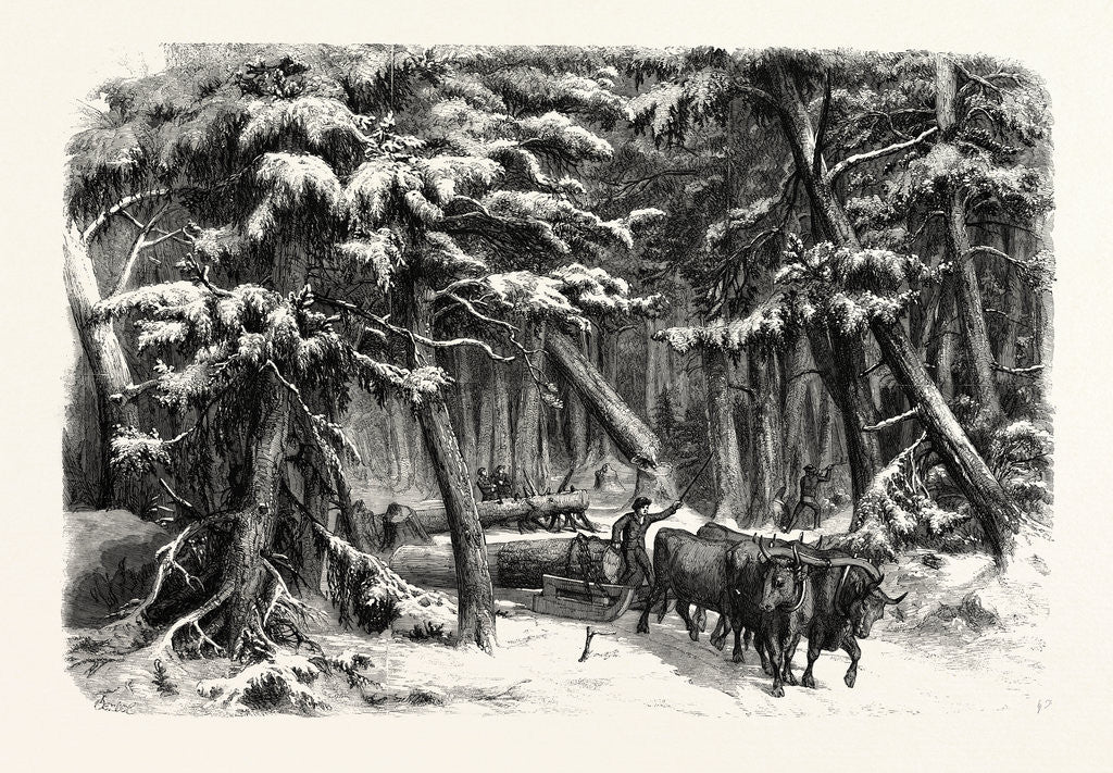 Detail of Lumbering in New Brunswick, Lumbermen at Work in the Forest by Anonymous