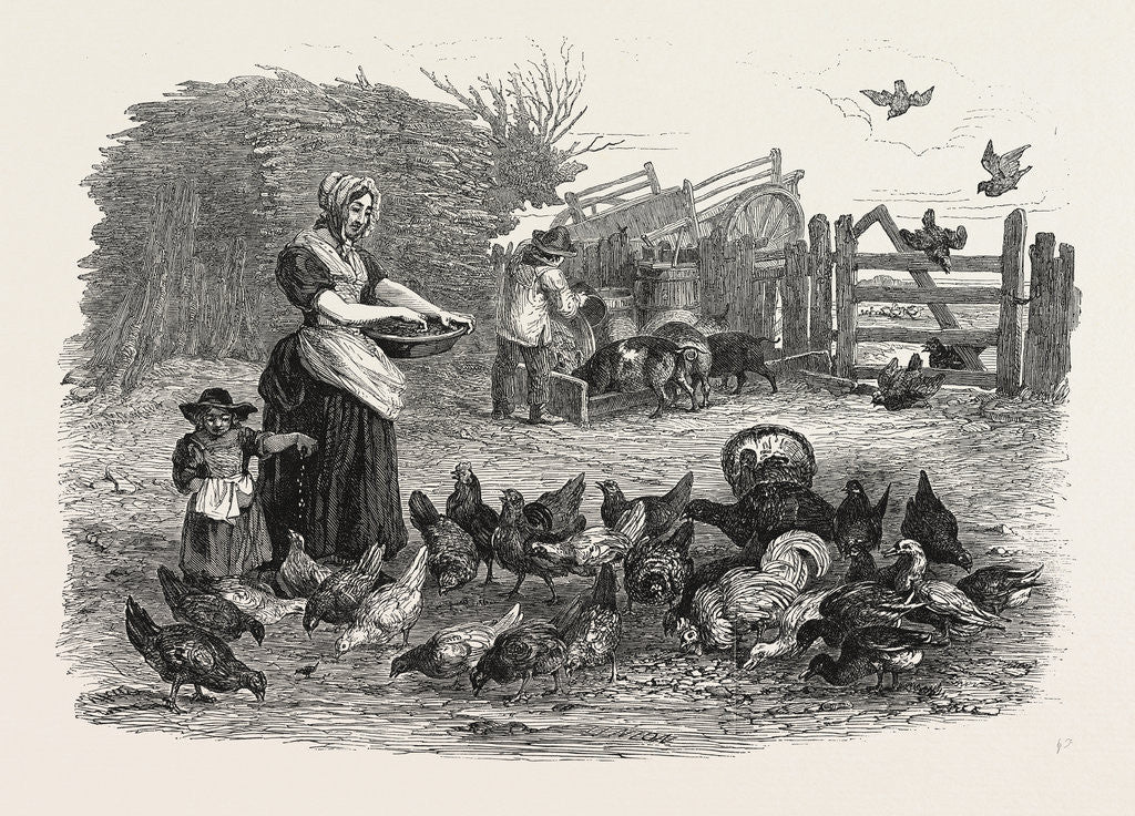 Detail of Agricultural Pictures the Poultry-Yard, 1847 by Anonymous