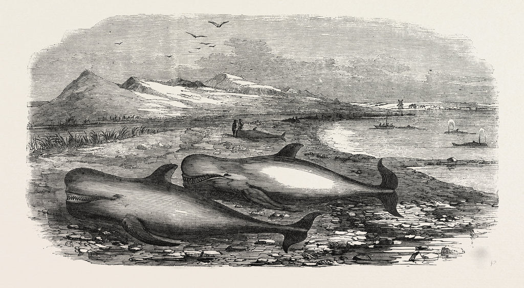 Detail of Shoal of Whales in the Solway Firth, 1855 by Anonymous
