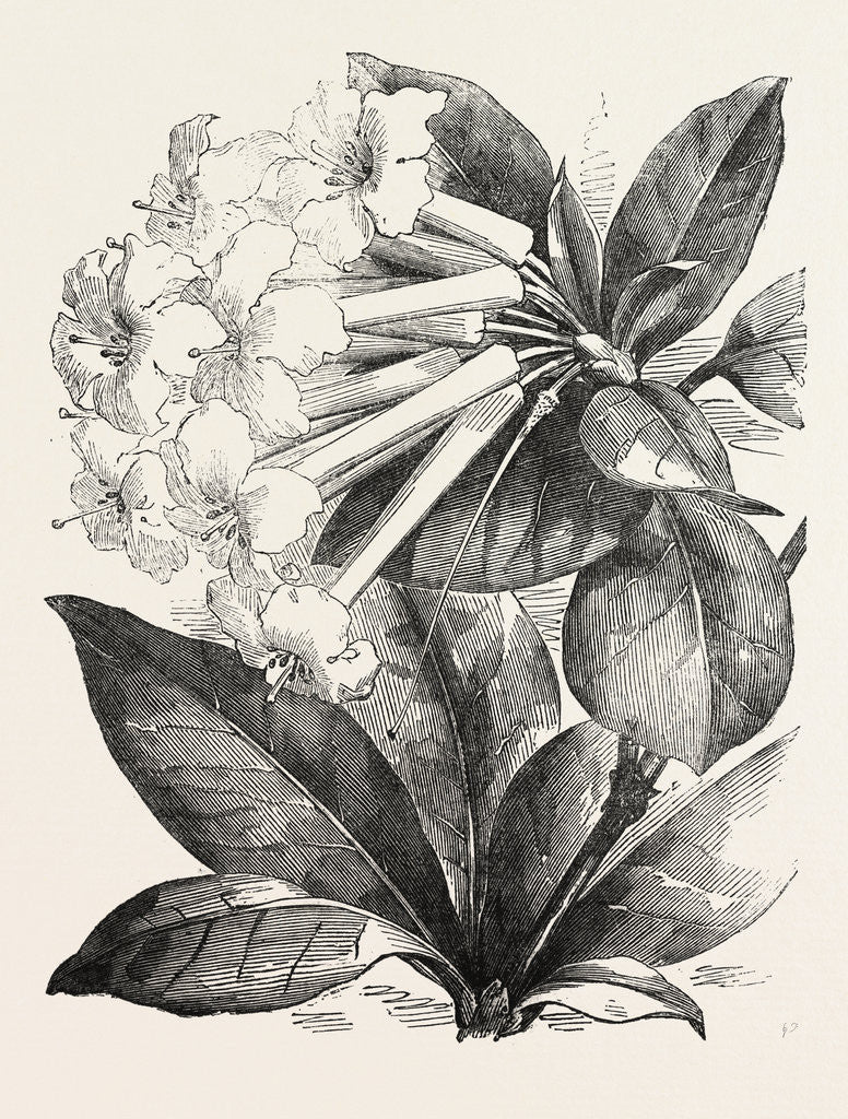 Detail of Jasmine-Flower Rhododendron by Anonymous