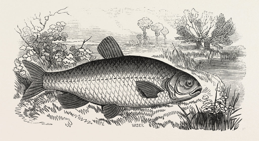 Detail of The Chub by Anonymous