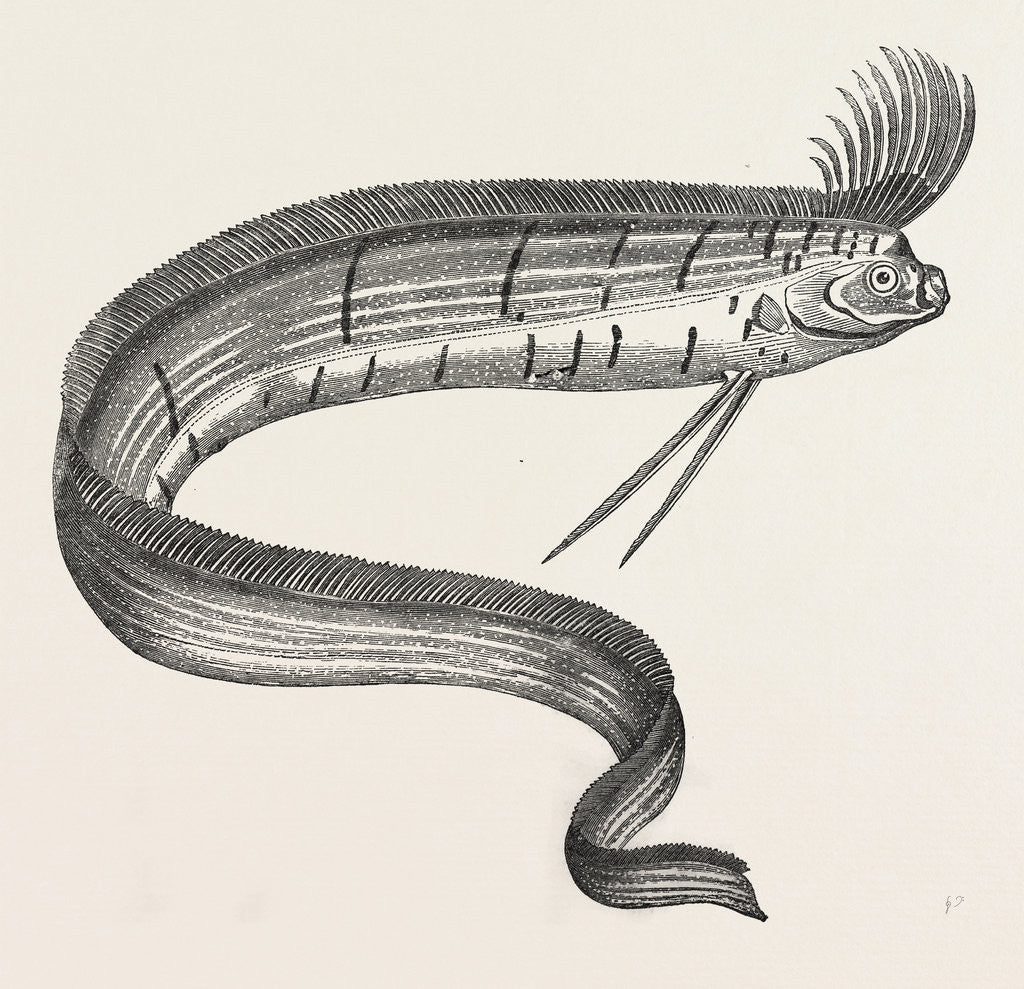 Detail of The Rare Fish (Regalecus Glesne), Caught Off Cullercoats and Exhibited for a Short Time at Newcastle-Upon-Tyne, UK, 1849 by Anonymous