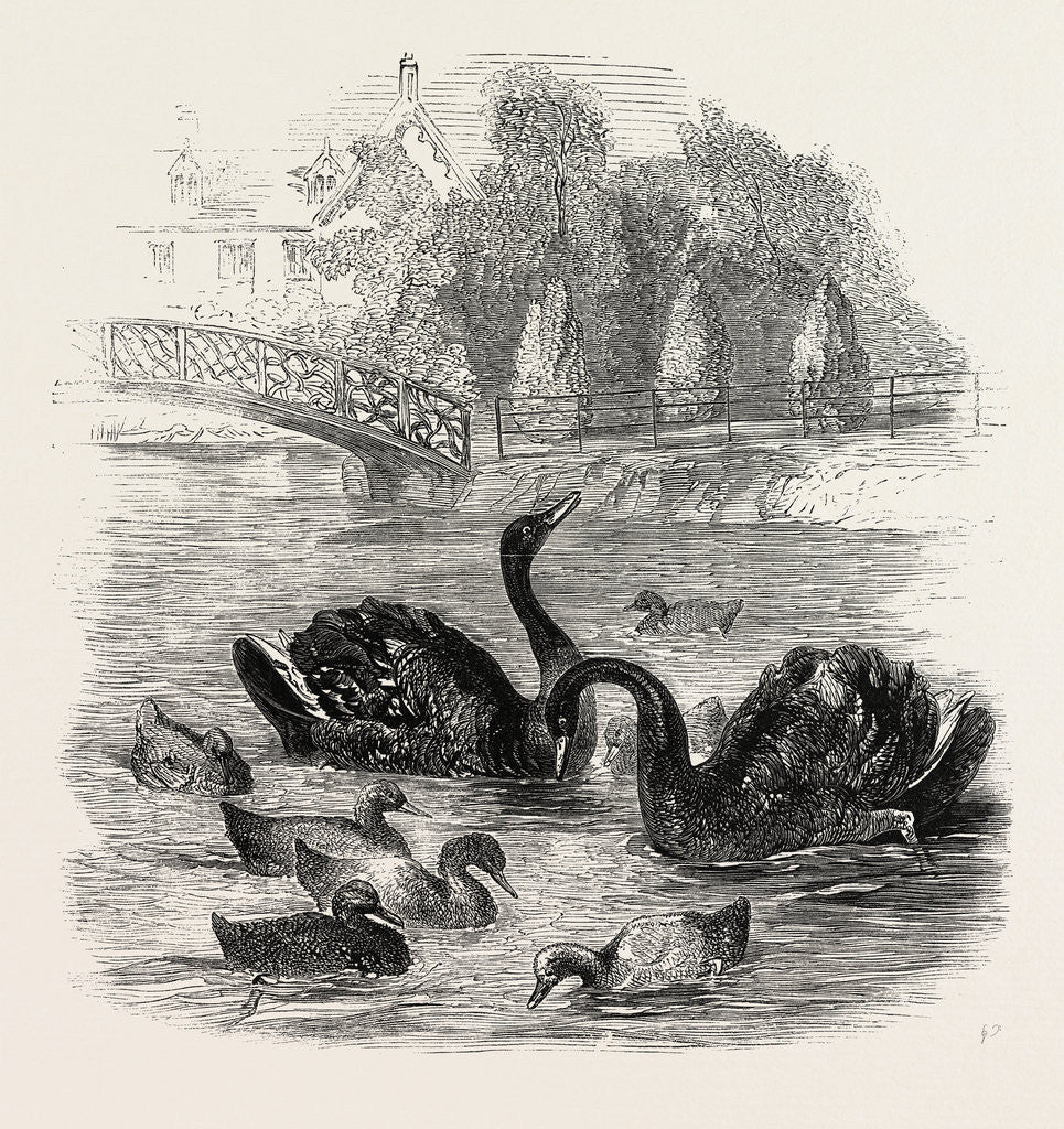 Detail of Black Swans and Their Young, at Culvers, Surrey, the Seat of S. Gurney, Esq., MP. 1859 by Anonymous