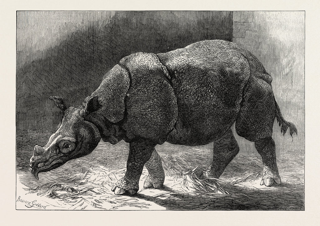 Detail of The New Rhinocerus in the Gardens of the Zoological Society, 1874 by Anonymous