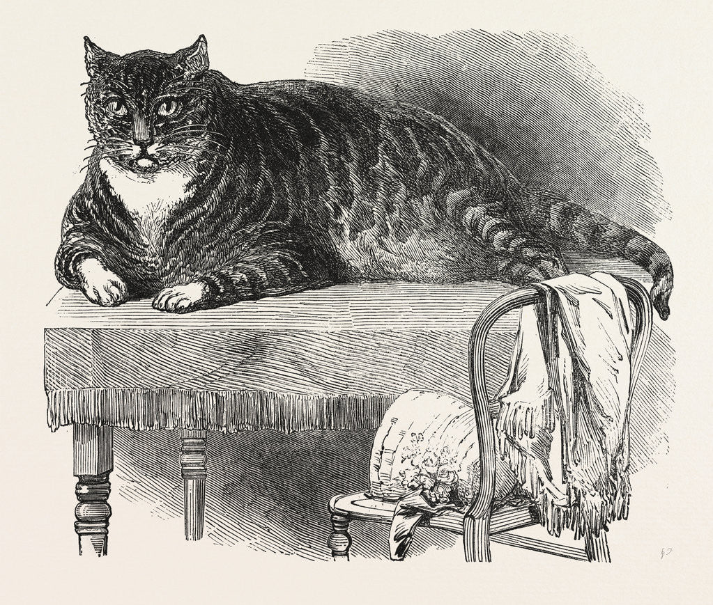 Detail of Large Cat, 1850 by Anonymous