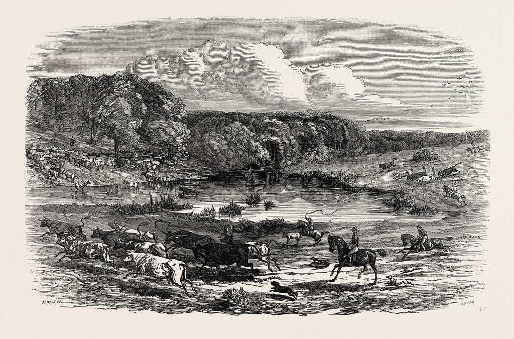 Detail of Cattle Mustering in Australia, 1850 by Anonymous