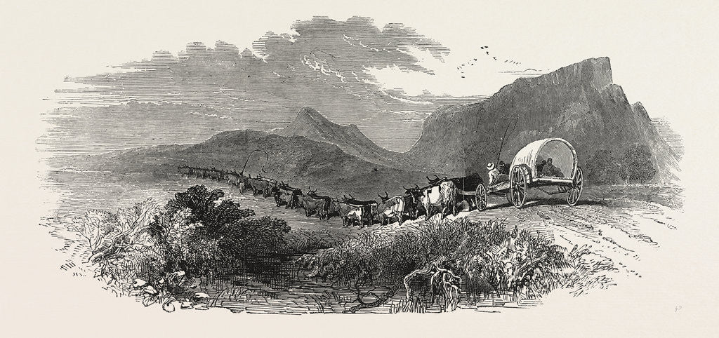 Detail of Cape Waggon, South Africa, 1850 by Anonymous