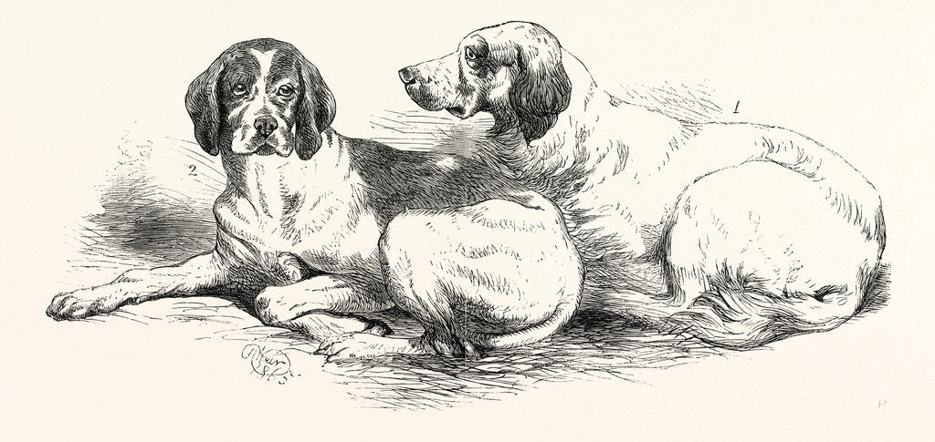 Detail of The International Dog Show at Islington: Prize Dogs, London, 1865 by Anonymous