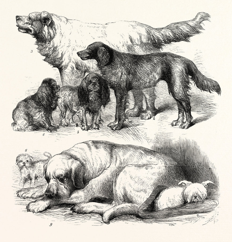 Detail of The International Dog Show at Islington: Prize Dogs, London, 1865 by Anonymous