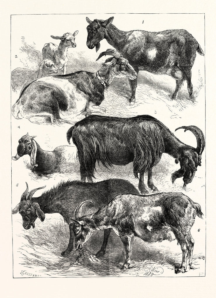 Detail of The Goat Show at the Crystal Palace, UK, 1883 by Anonymous