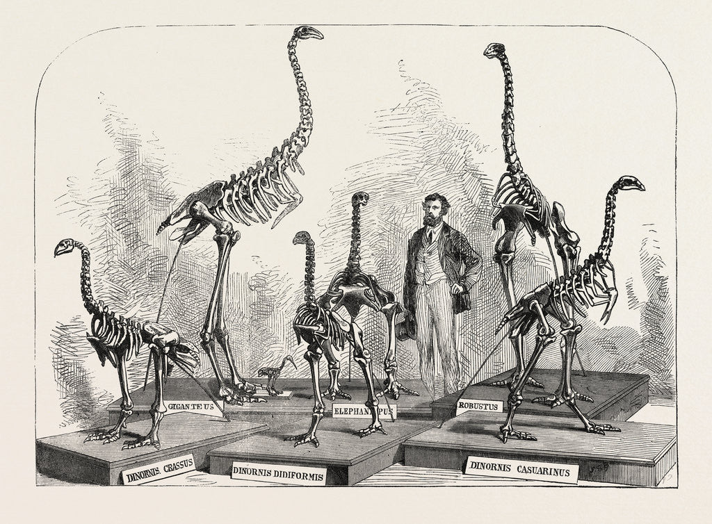 Detail of Skeletons of the Dinornis in the Canterbury Museum, New Zealand, 1868 by Anonymous