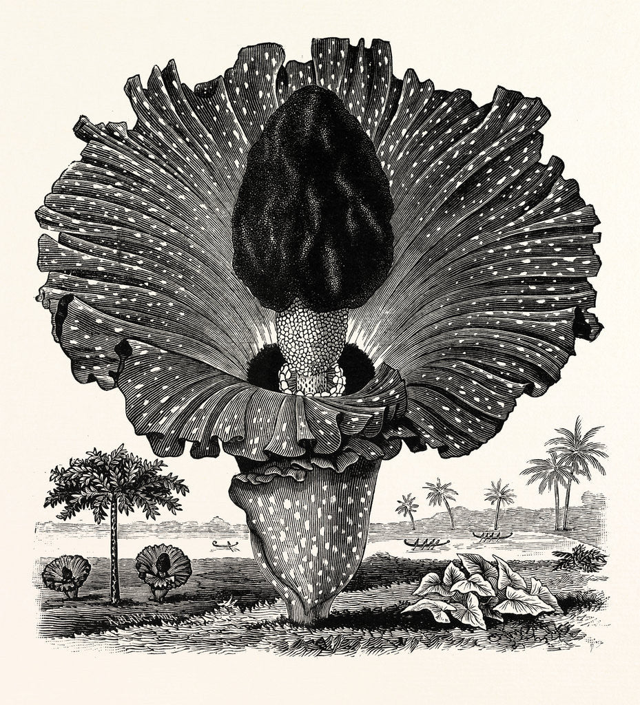 Detail of Amorphophallus Campanulatus by Anonymous
