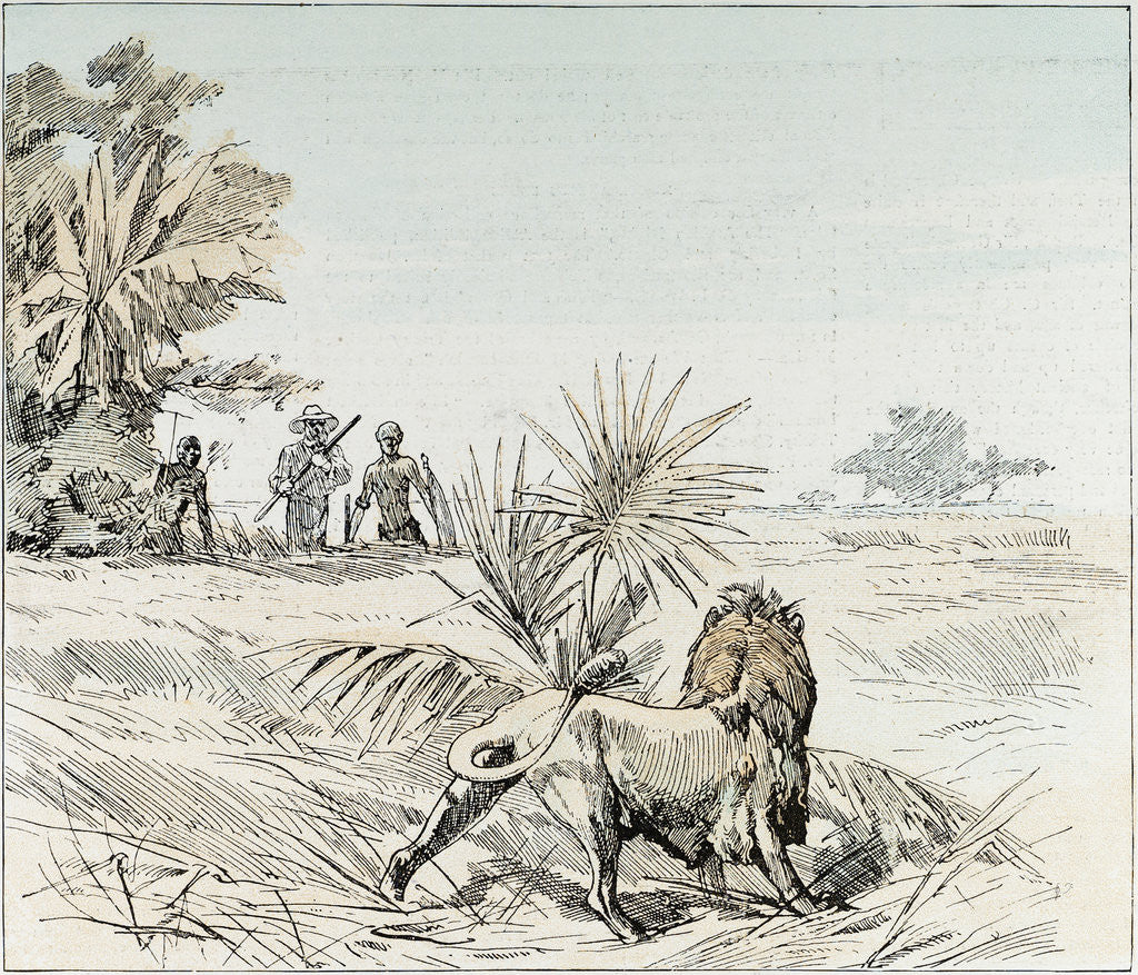 Detail of A Lion in South Africa by Anonymous