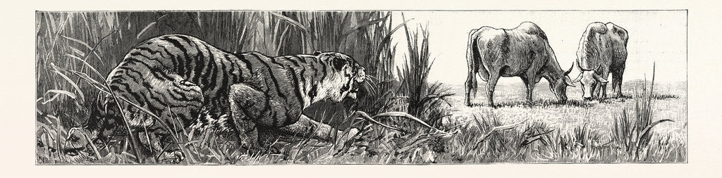 Detail of The Tiger Selects a Cow by Anonymous