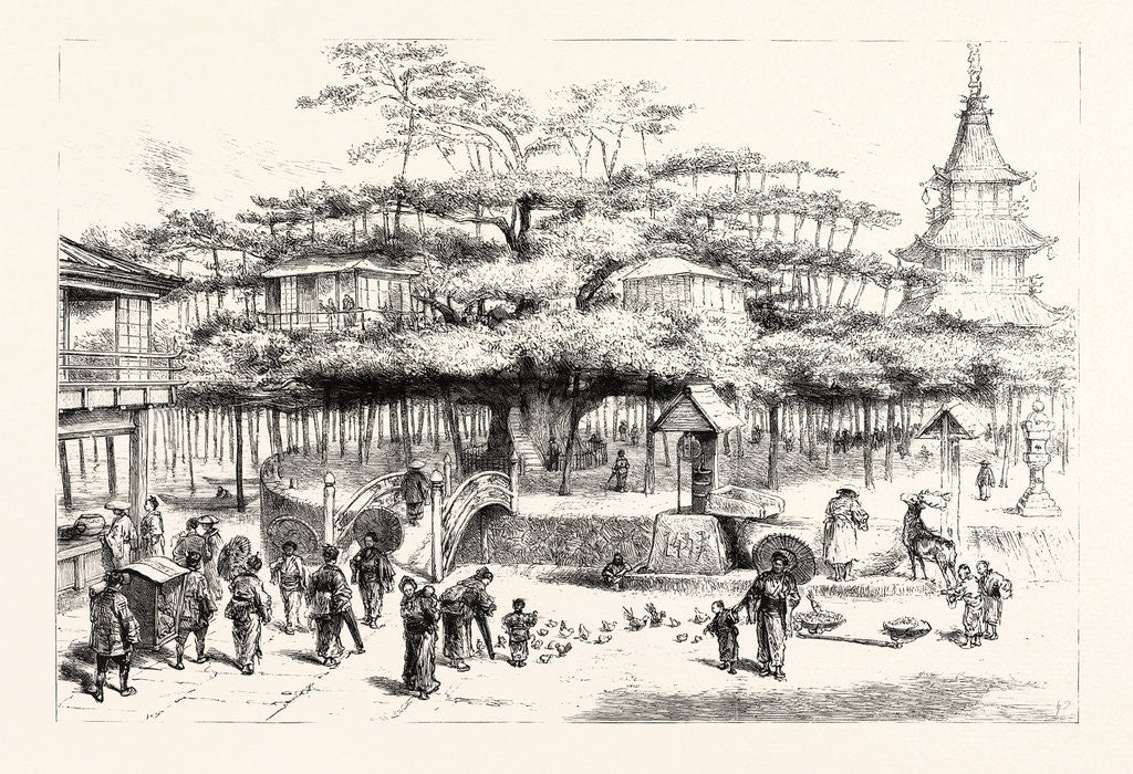 Detail of The Dai Matsu or Giant Pine Tree of Japan on the Western Shore of Lake Biwa by Anonymous