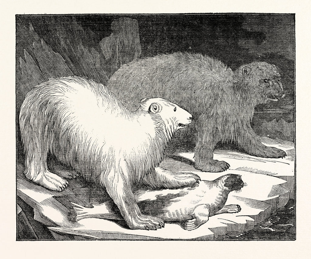 Detail of Polar Bears and Seal by Anonymous