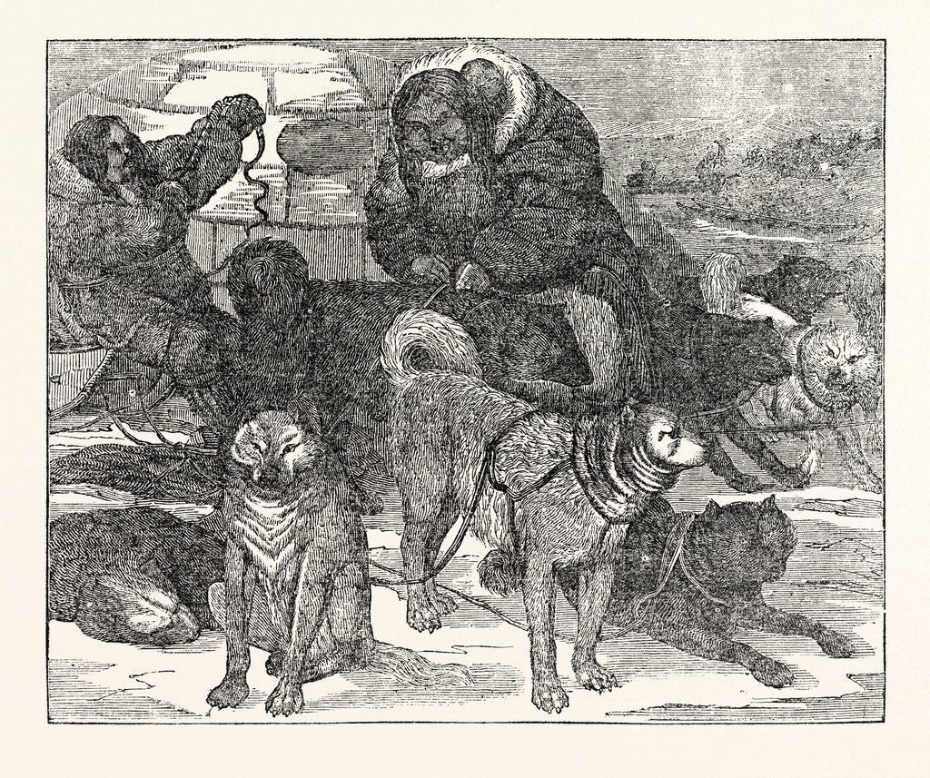 Detail of Eskimaux Harnessing Their Dogs to a Sledge by Anonymous