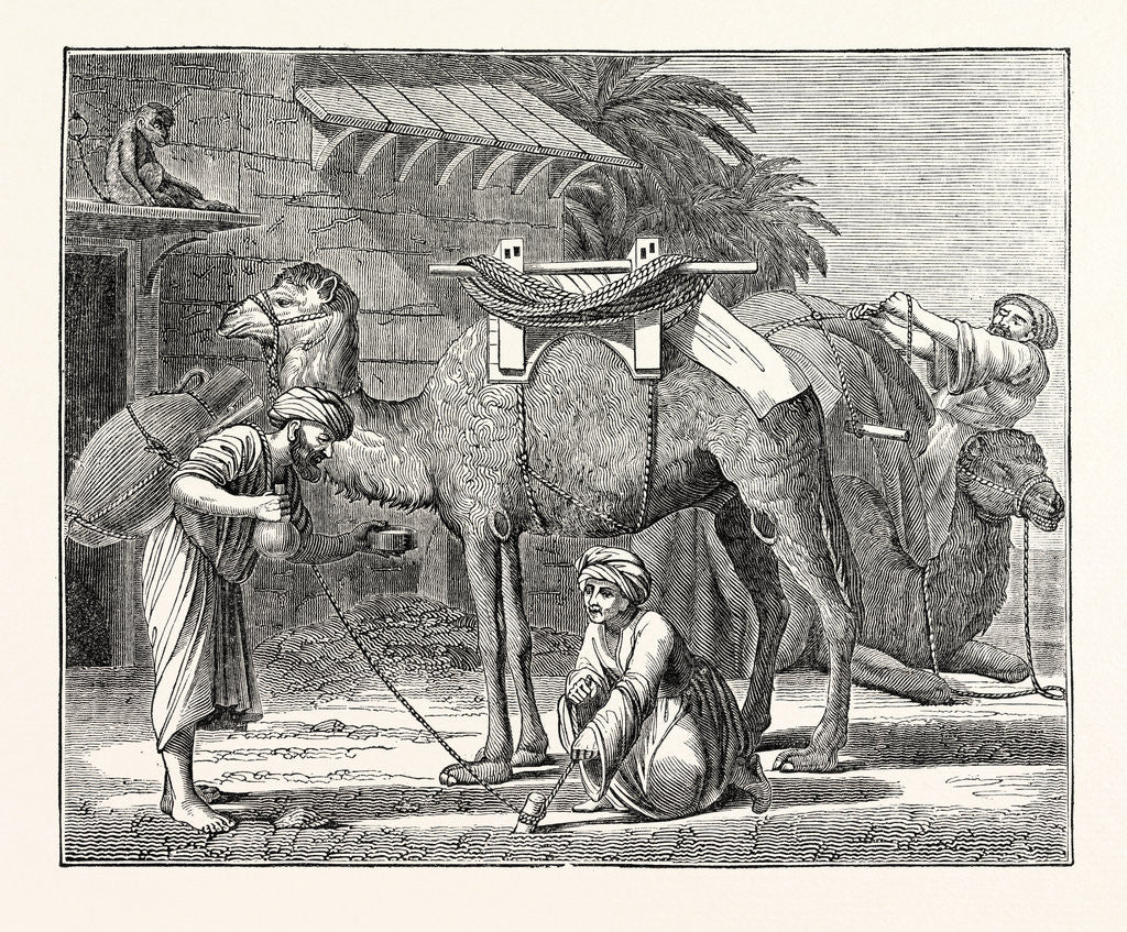 Detail of The Arabian Camel by Anonymous