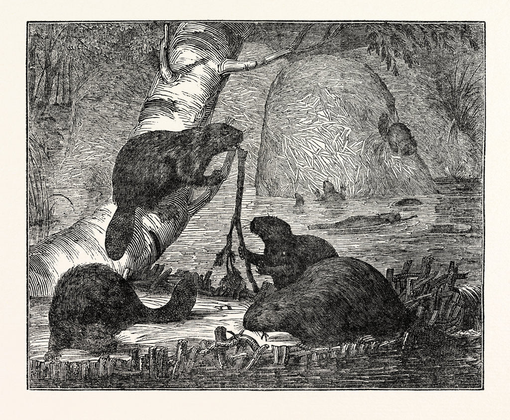 Detail of Beavers with Their Huts and a Dam by Anonymous