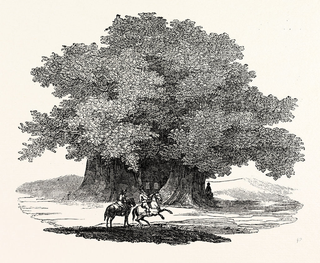 Detail of Great Chesnut Tree of Mount Aetna by Anonymous