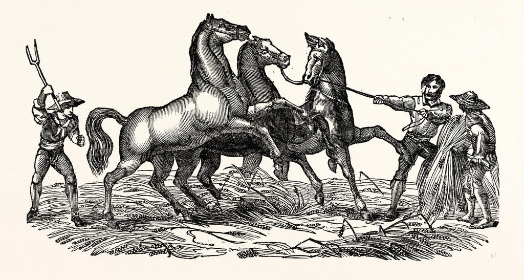 Detail of Horses Treading Out Corn by Anonymous
