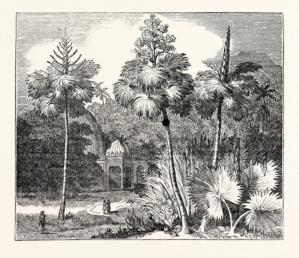 Detail of Talipot Palms in Different Stages of Growth by Anonymous