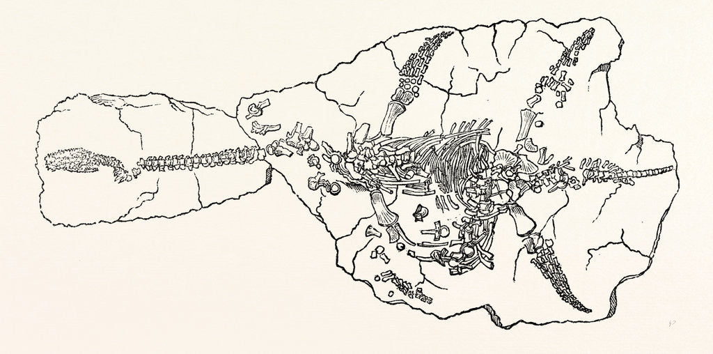 Detail of Skeleton of the Plesiosaurus Dolichodeirus in the Position in which It Was Found at Lyme Regis by Anonymous