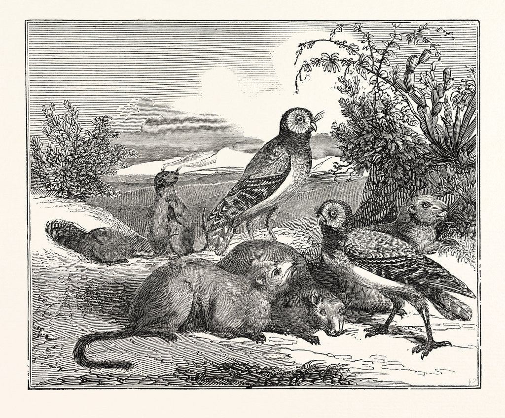 Detail of Burrowing-Owls and Prairie-Dogs by Anonymous