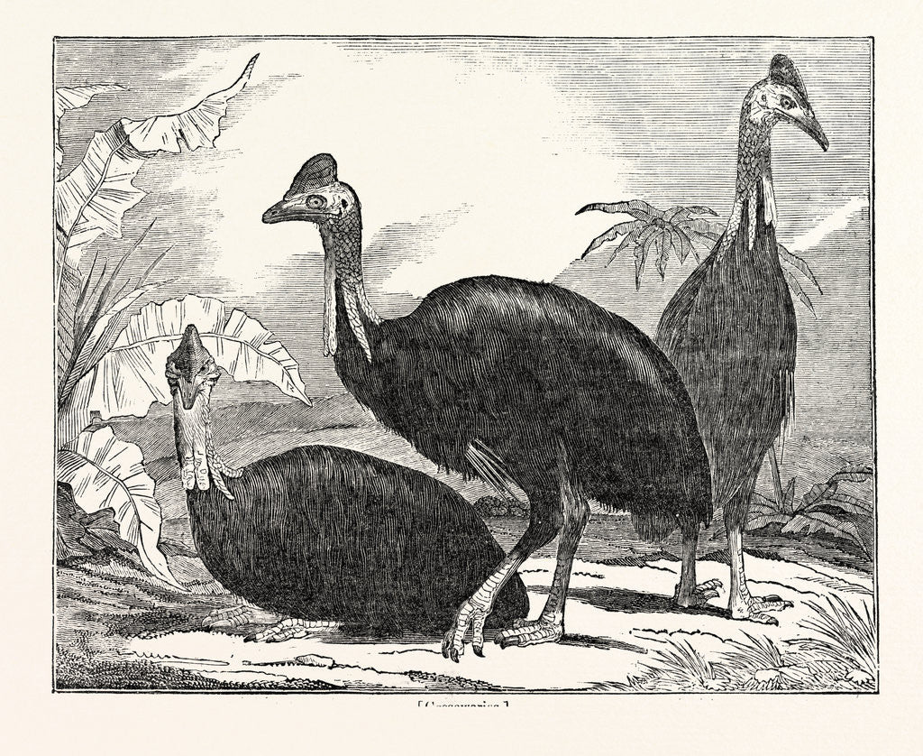 Detail of Cassowaries by Anonymous