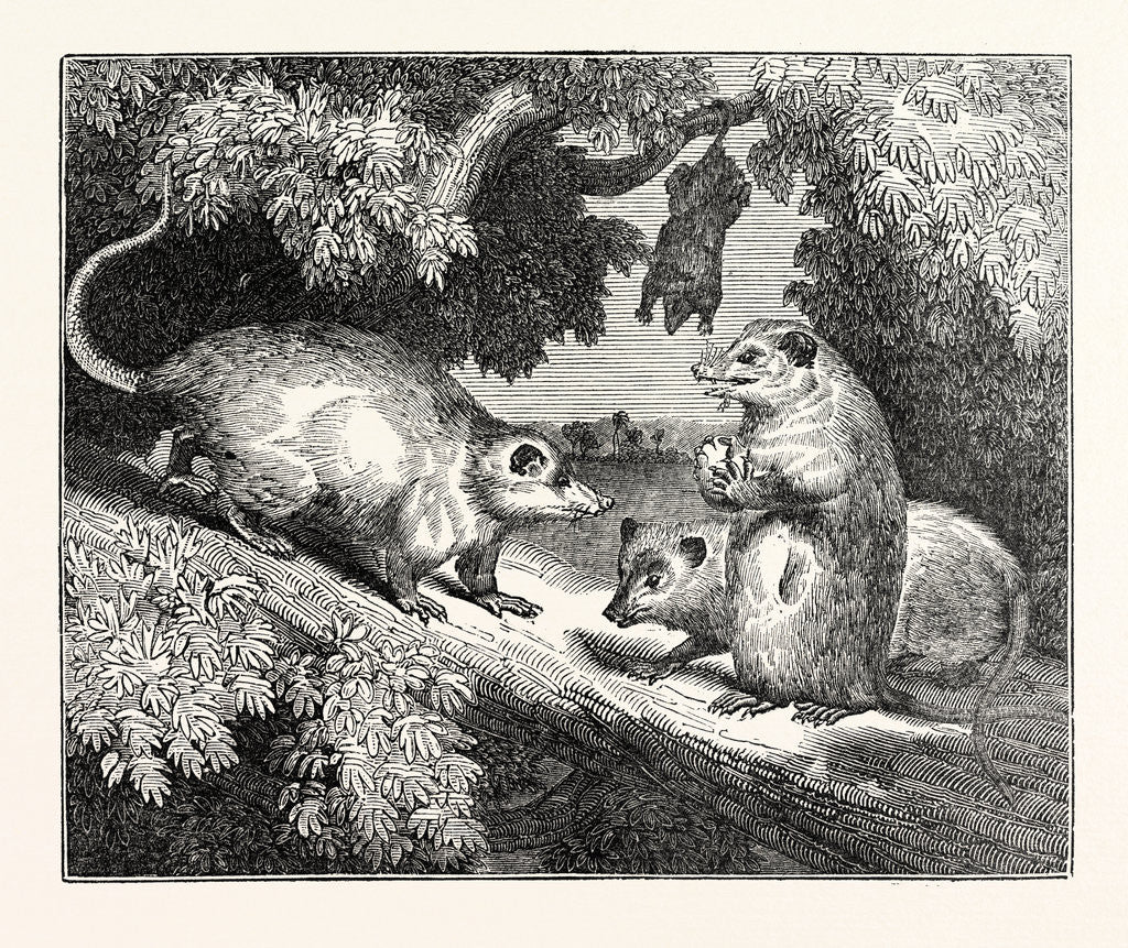 Detail of Male and Female Opossums by Anonymous