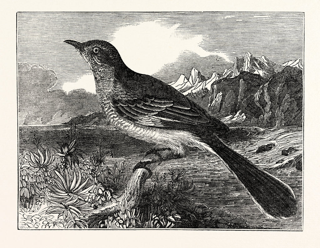 Detail of The Mocking-Bird by Anonymous