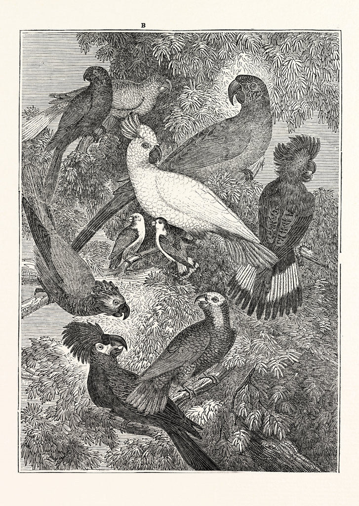 Detail of Parrots by Anonymous