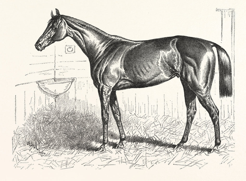 Detail of An American Racer in England, Mr. Keene's Foxhall, Winner of the Bretby Nursery Plate, Drawn H. Stull by Anonymous