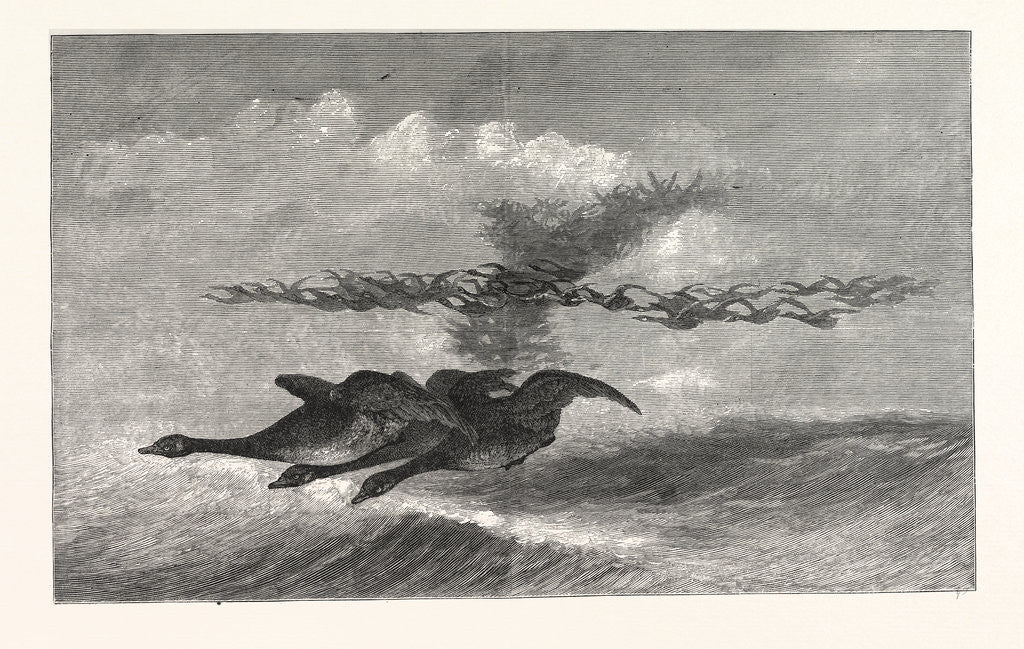 Detail of Wild-Goose., America by Anonymous